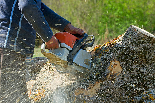 Trusted Kenwood Estates, FL  Tree Services Experts